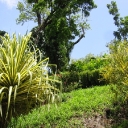 Grenada jungle 2.jpg